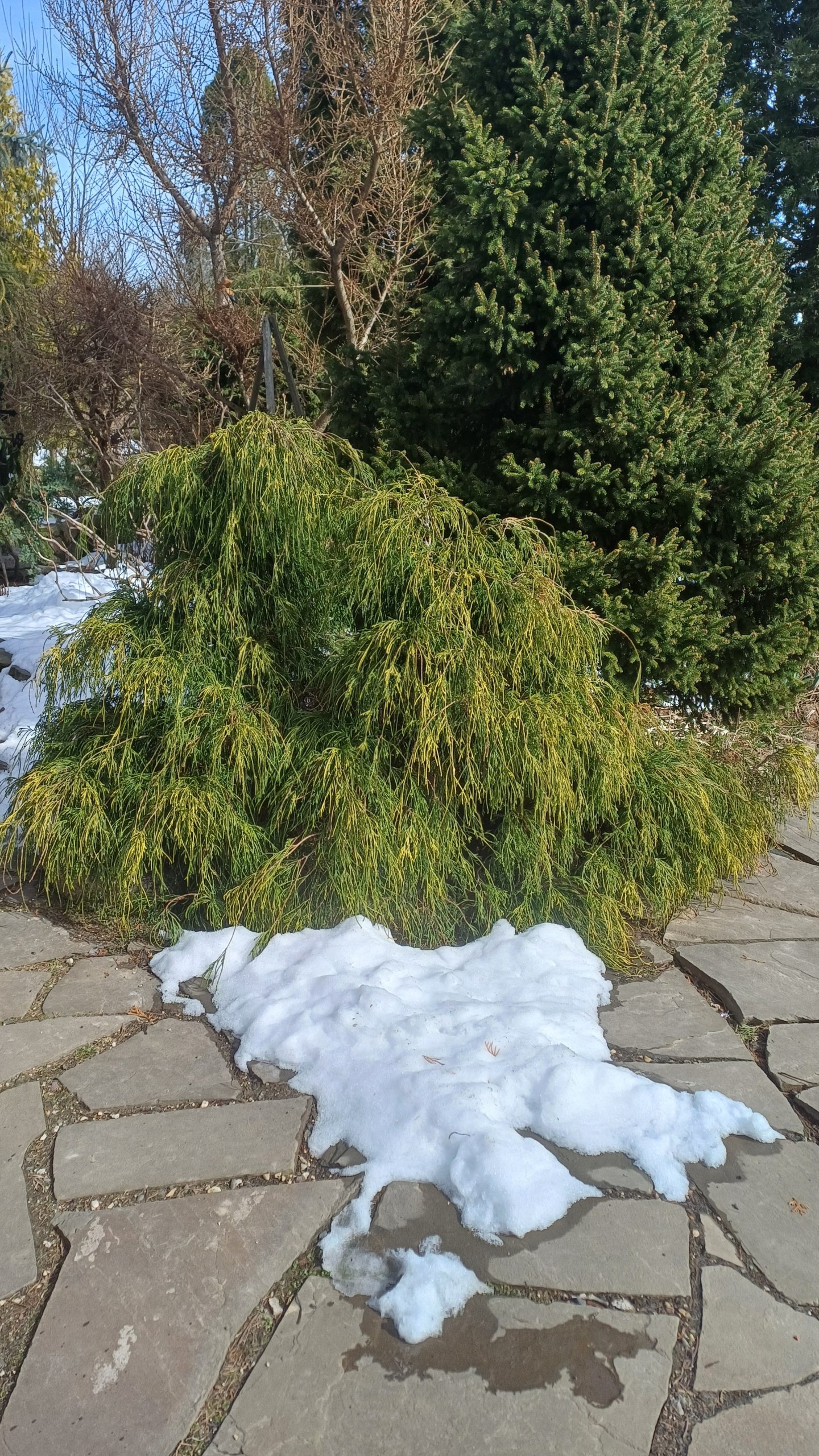 Chamaecyparis pisifera f.aurea nana