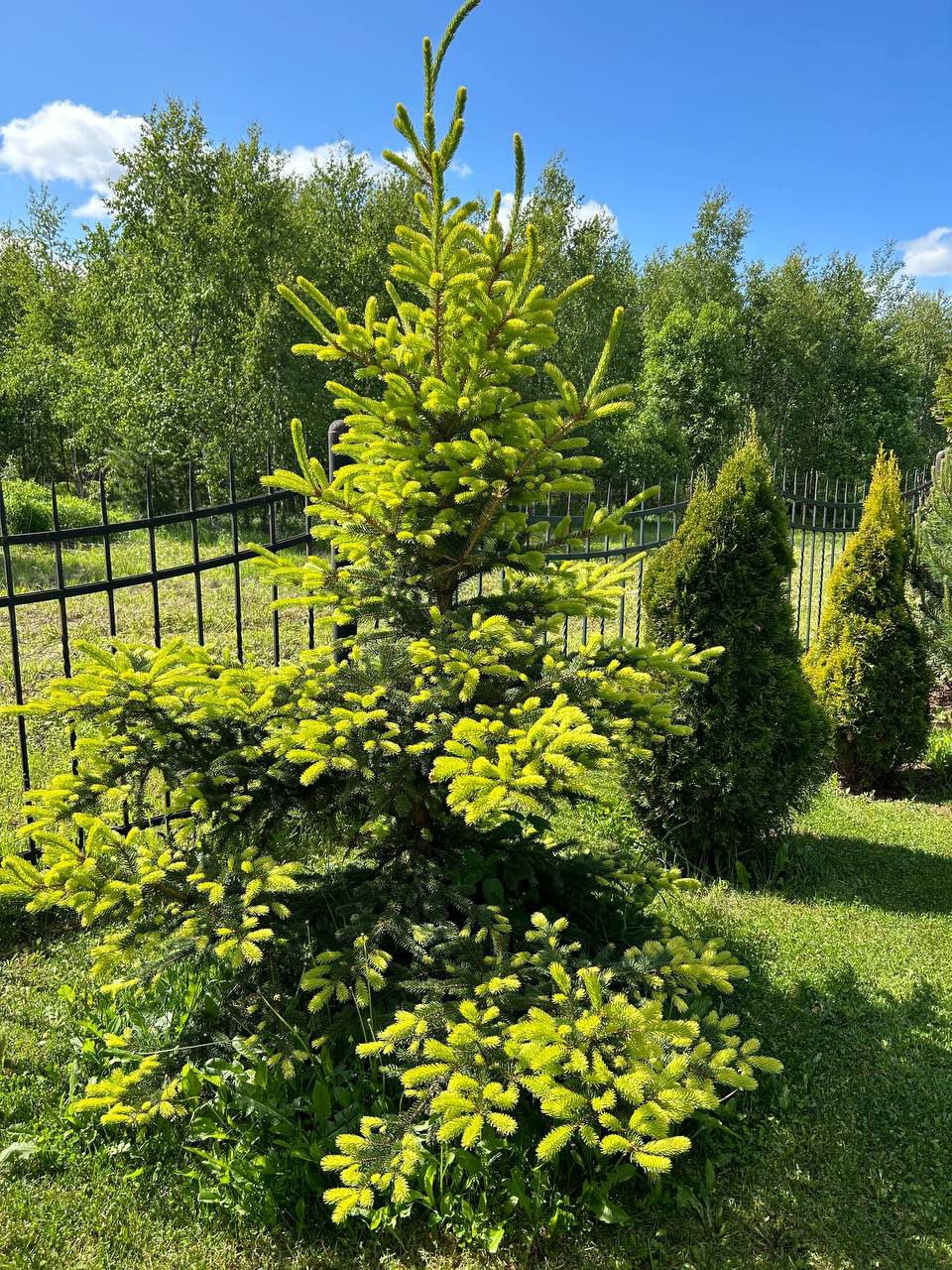 Picea pungens 'Maigold'