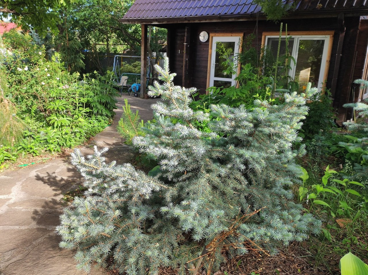 Picea pungens 'Blue Trinket'