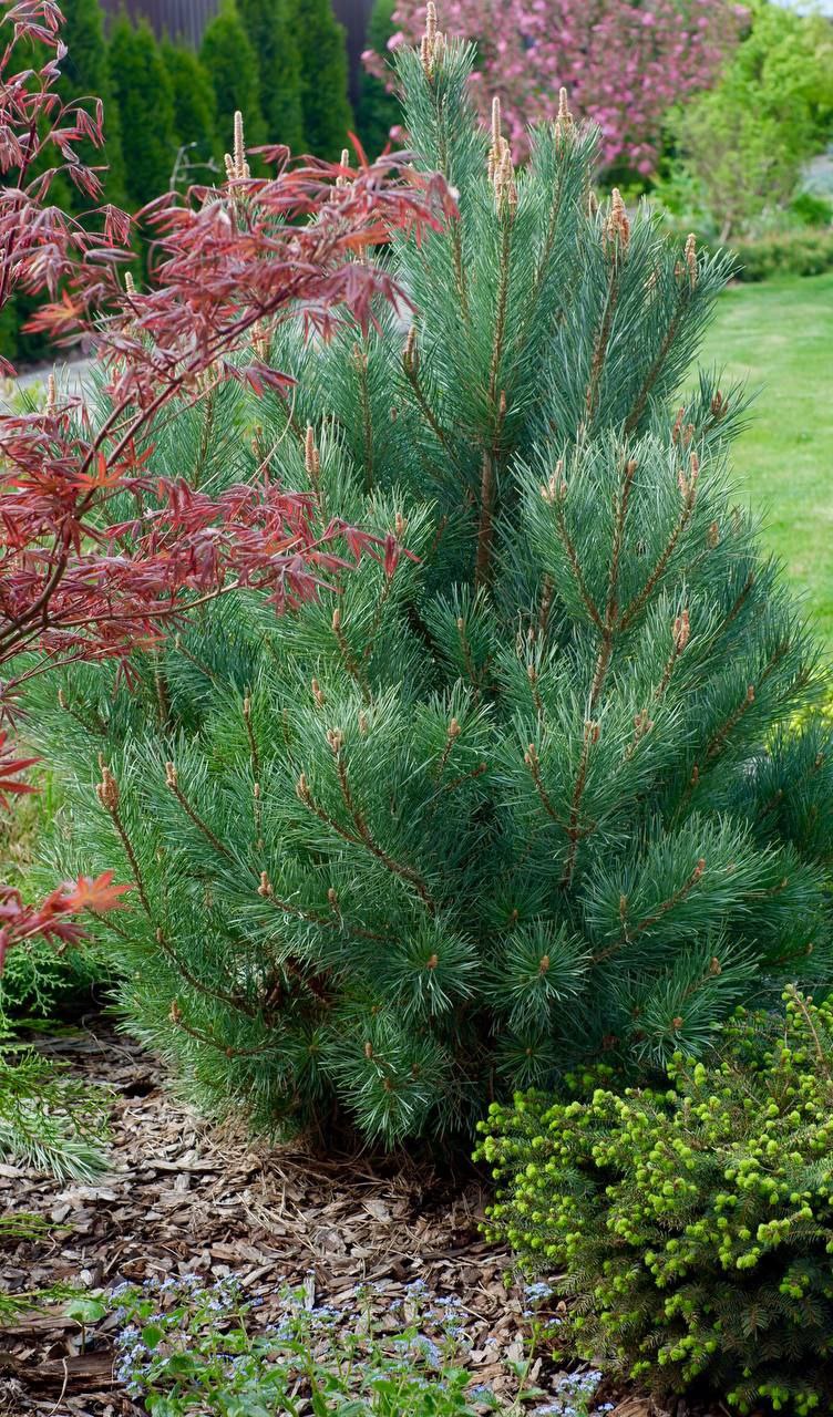 Pinus sylvestris 'Watereri'