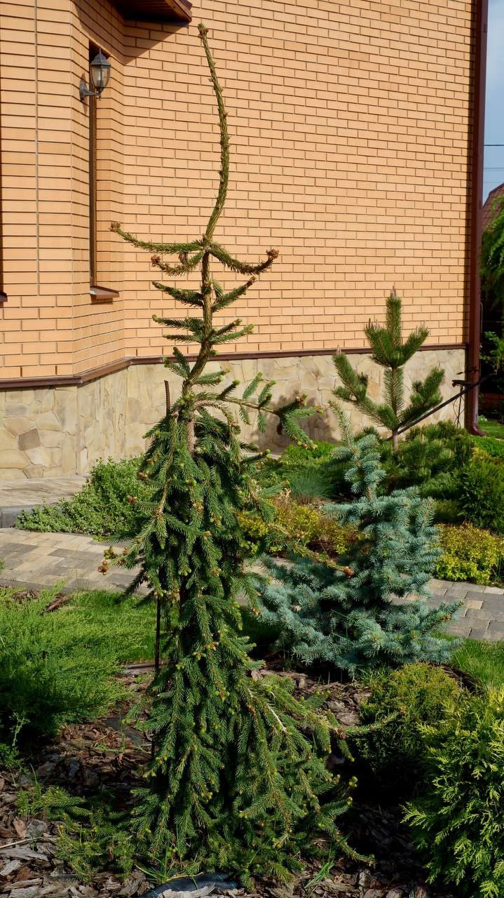 Picea abies 'Bohemica Pendula'