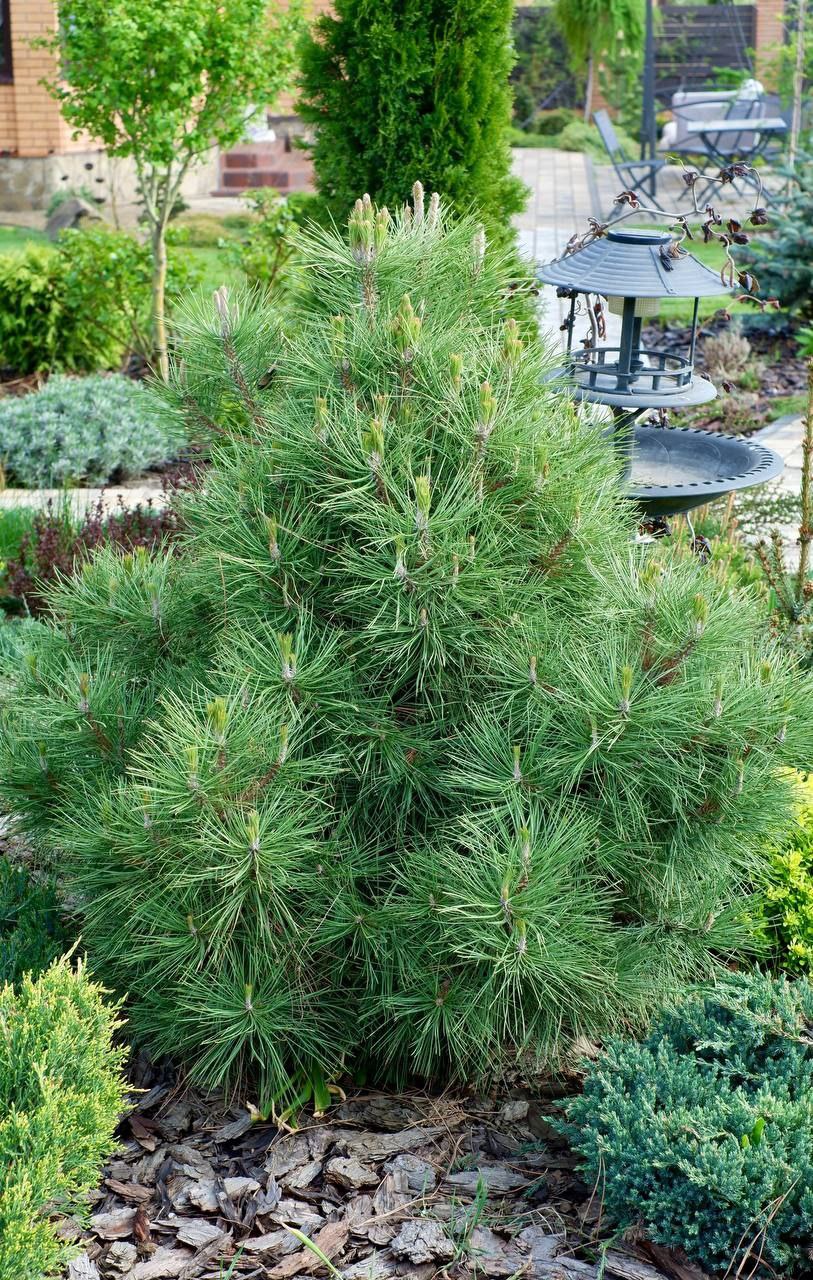 Pinus nigra 'Spielberg'