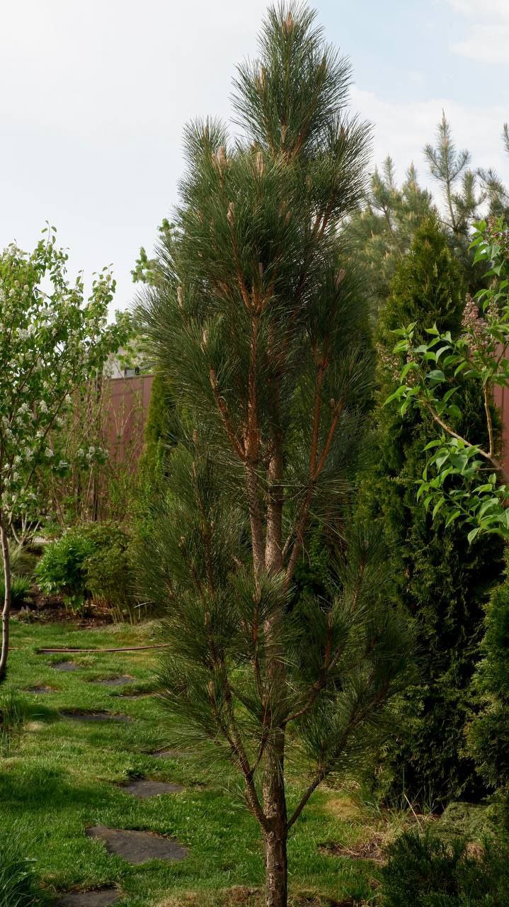 Pinus nigra 'Obelisk'