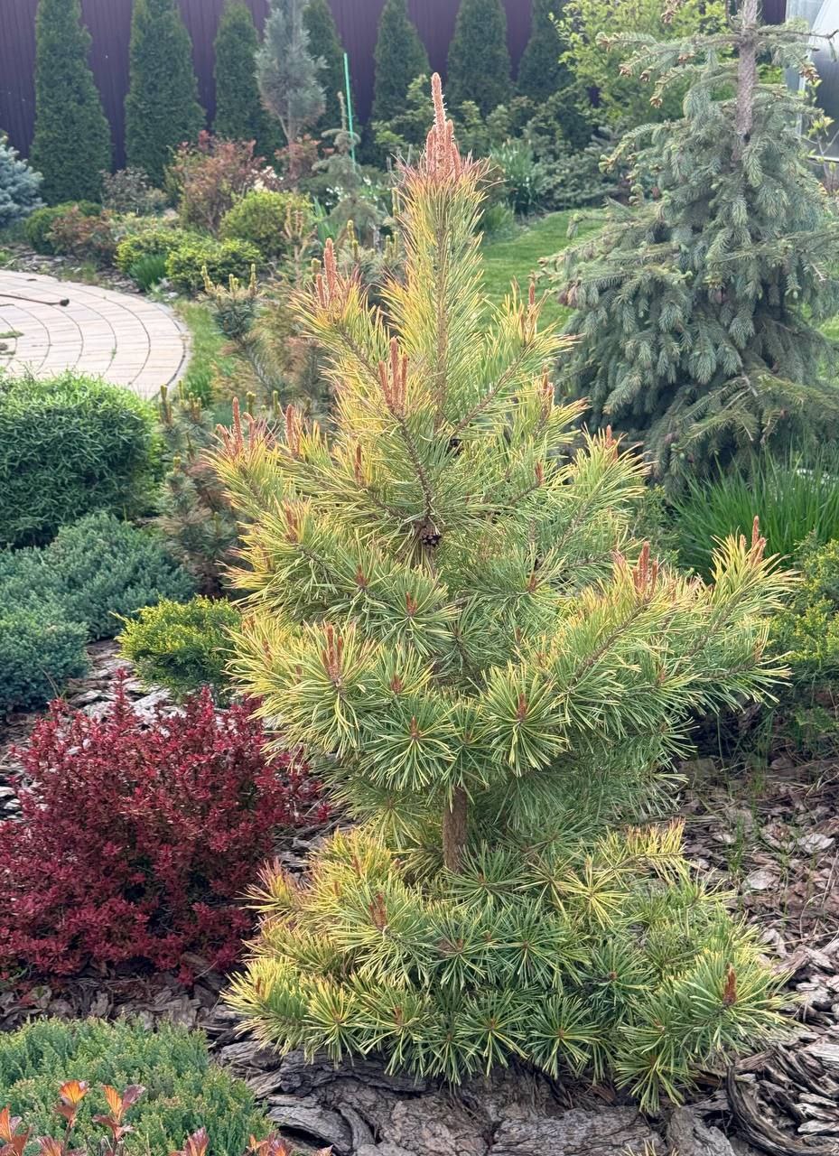 Pinus sylvestris 'Gold Coin'