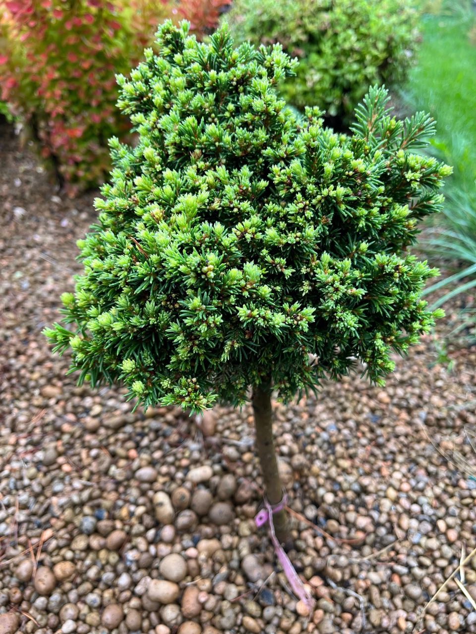 Picea abies ‘Van Bemmel's Dwarf'