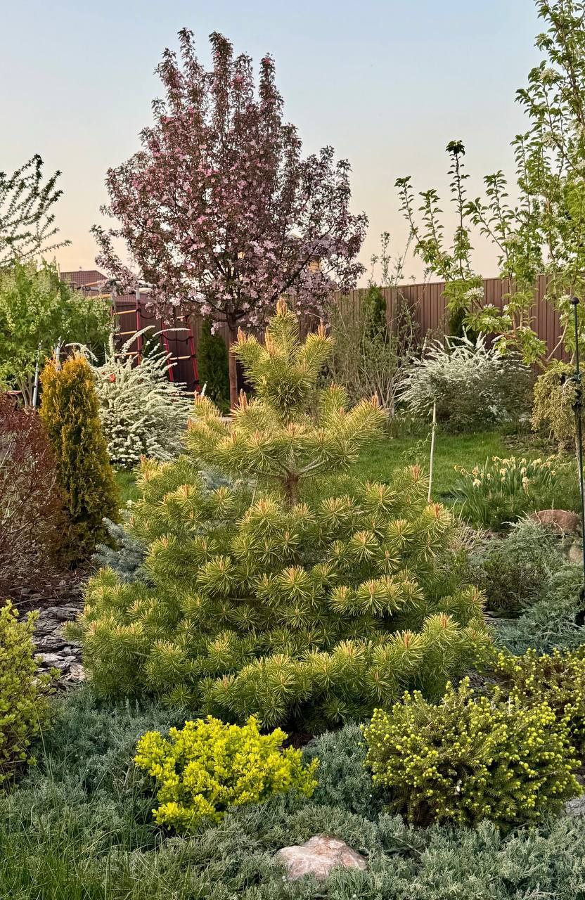 Pinus sylvestris 'Trollguld'