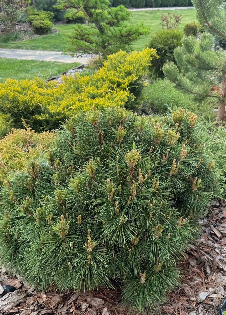 Pinus mugo ‘Varella’