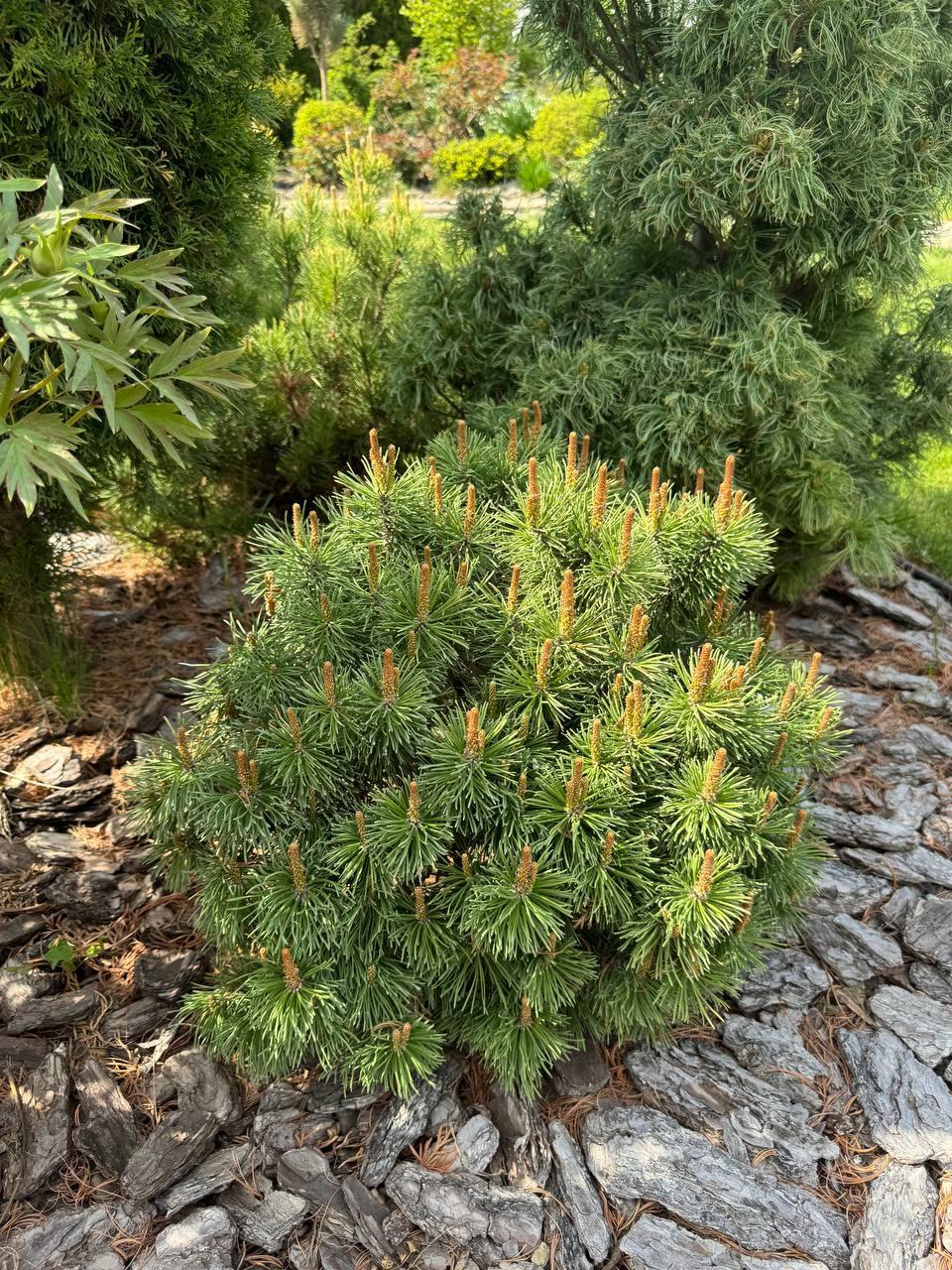 Pinus mugo ‘Litomysl’