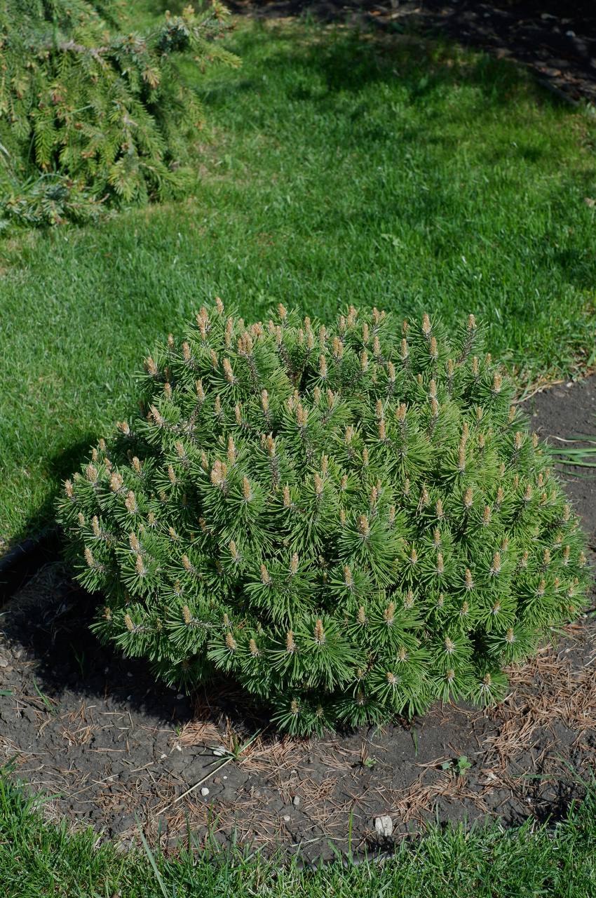 Pinus mugo ‘Benjamin’