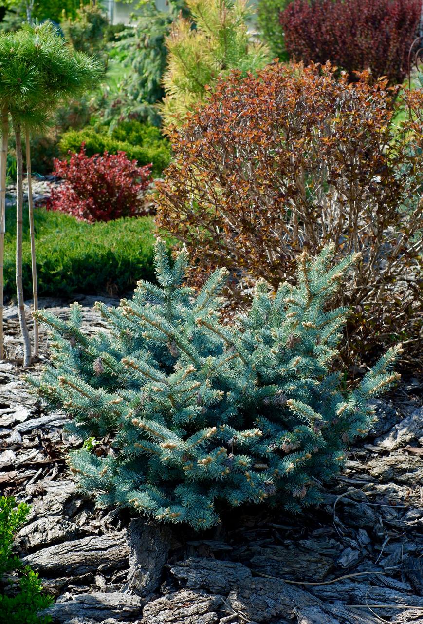 Picea pungens 'Jeddeloh'