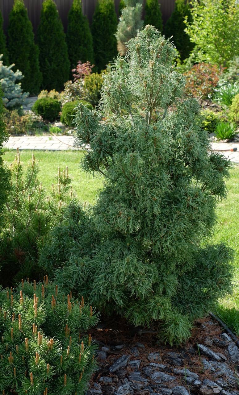 Pinus strobus 'Tiny Kurls'