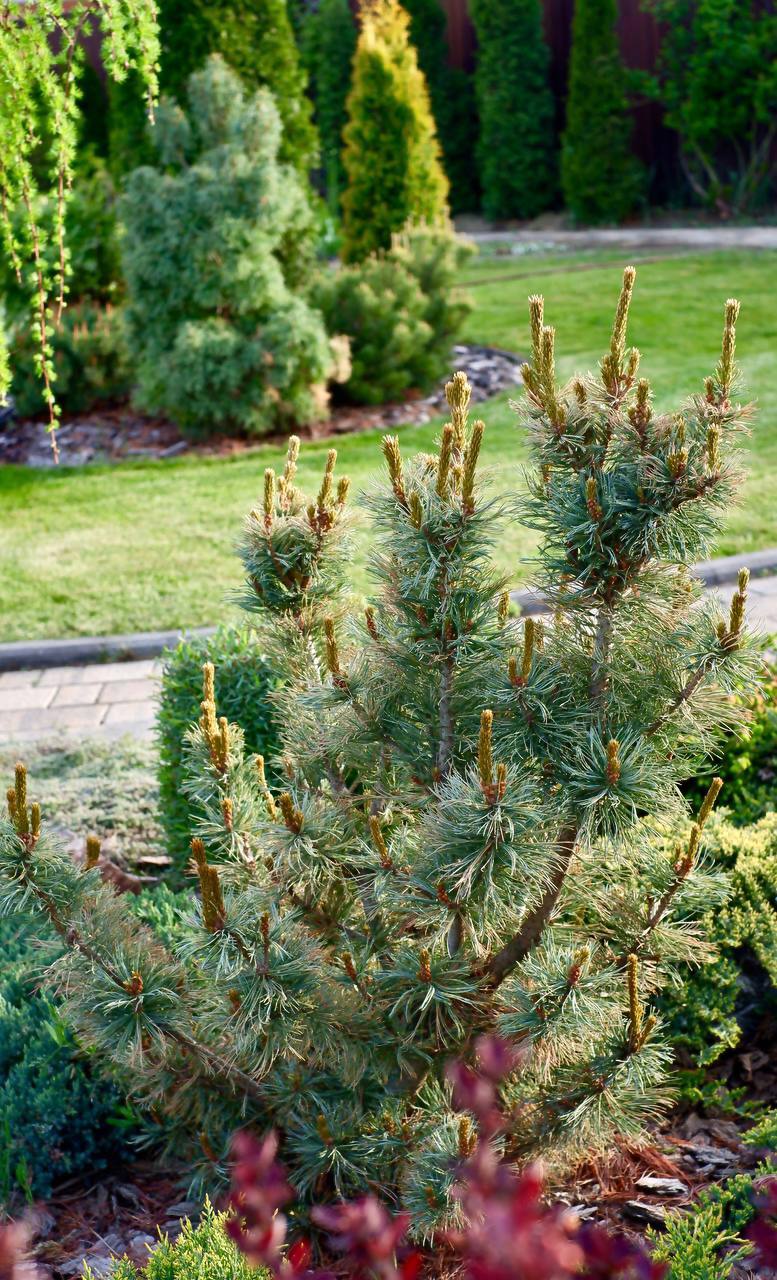 Pinus pumila ‘Glauca’