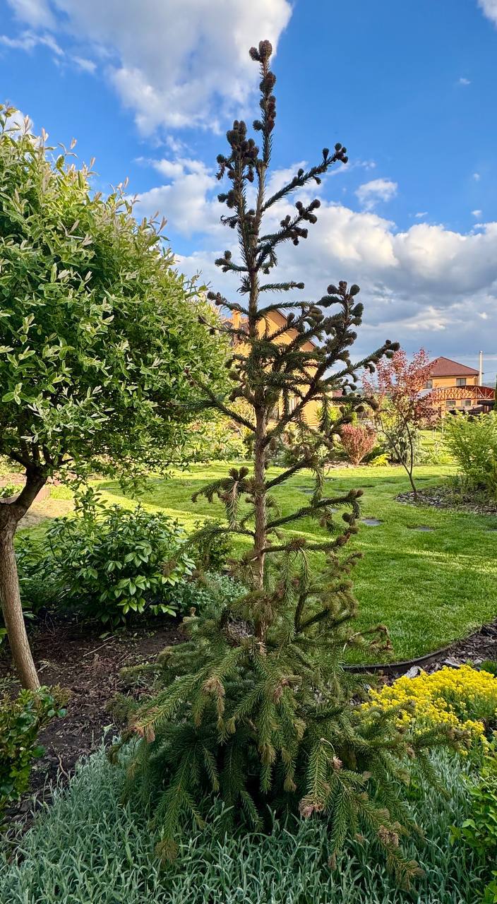 Picea abies ‘Rydal’