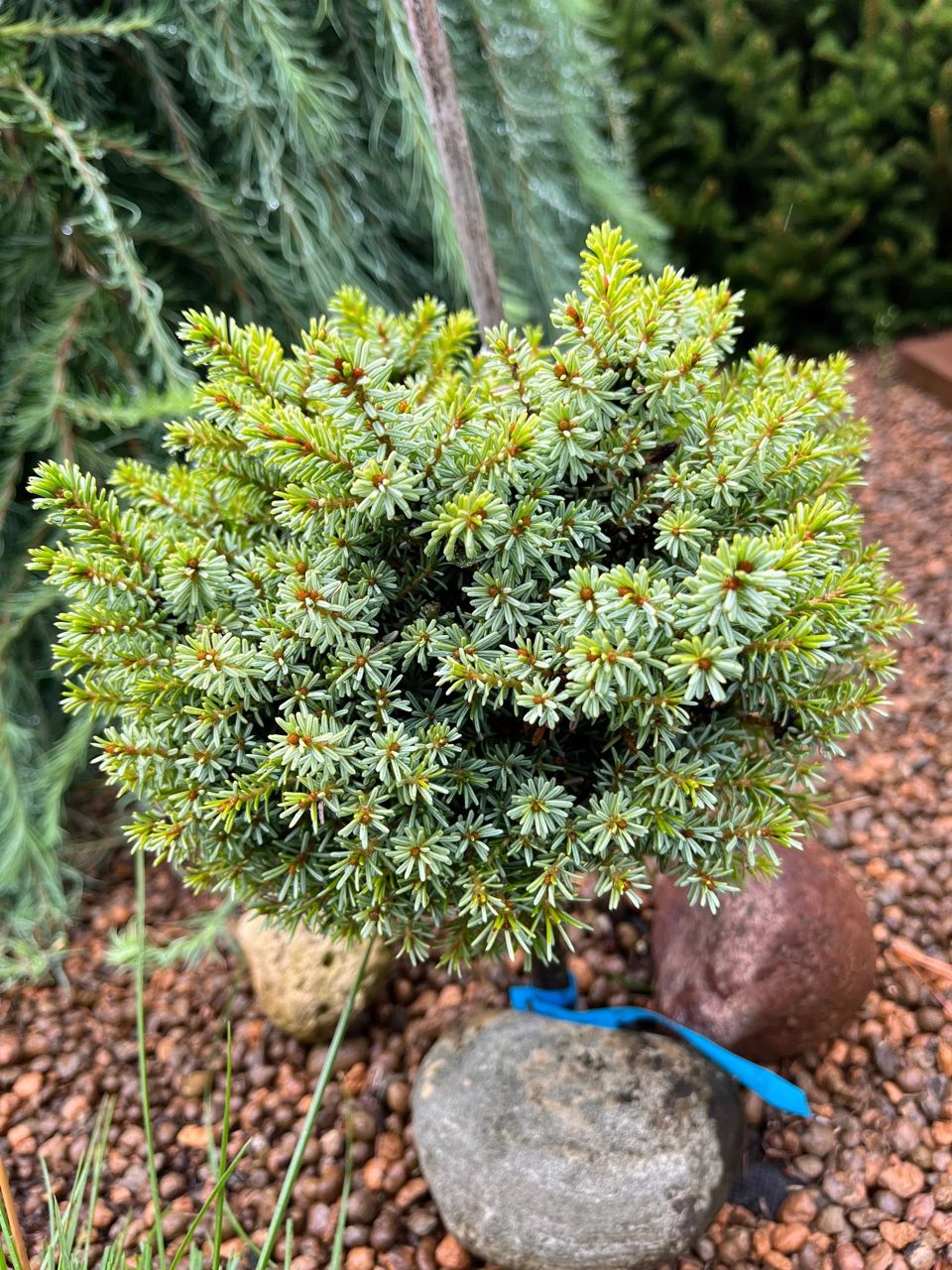 Picea omorika ‘Rosita’