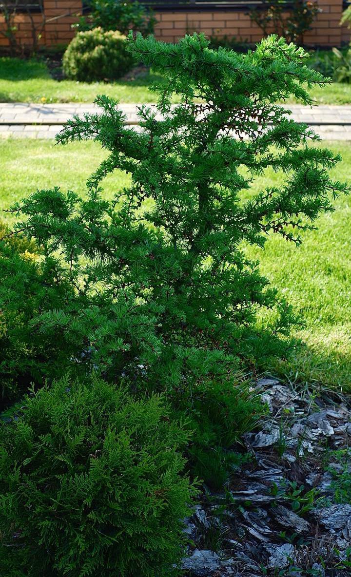 Larix kaempferi ‘Little Bogle’