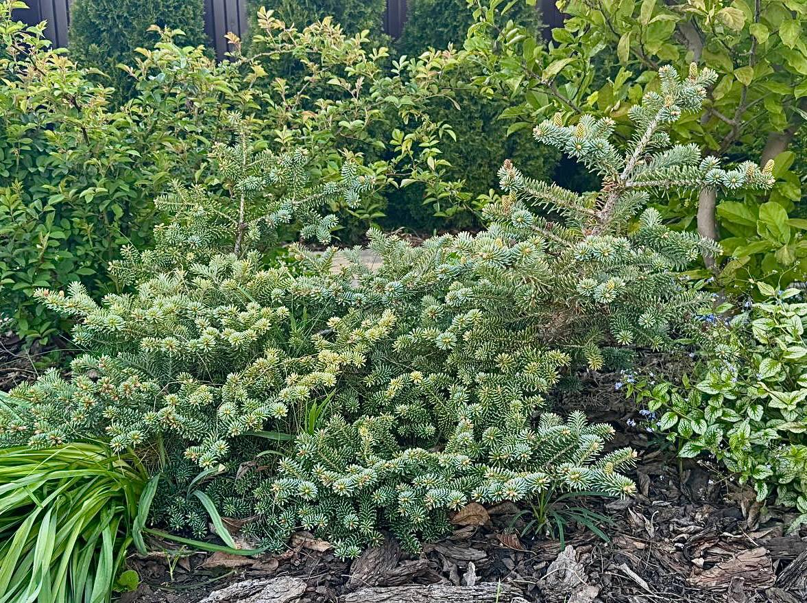 Abies koreana ‘Bonsai Blue’