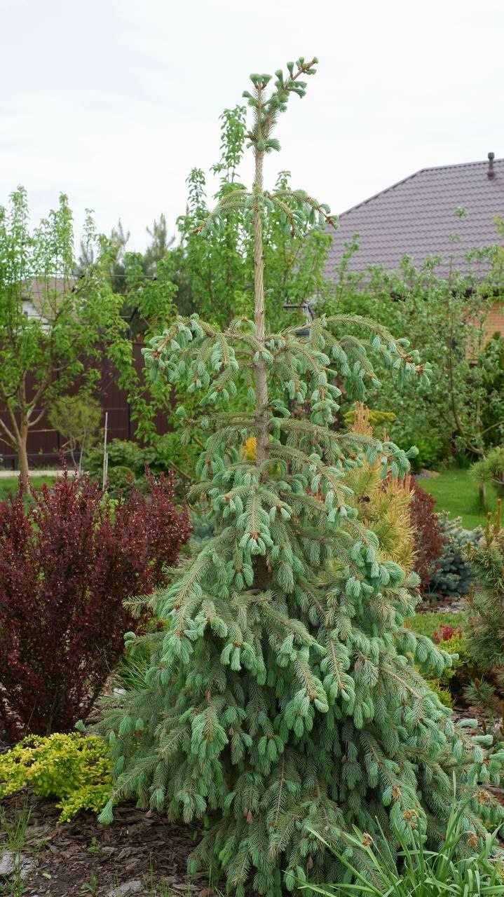 Picea engelmannii 'Bush`s Lace'