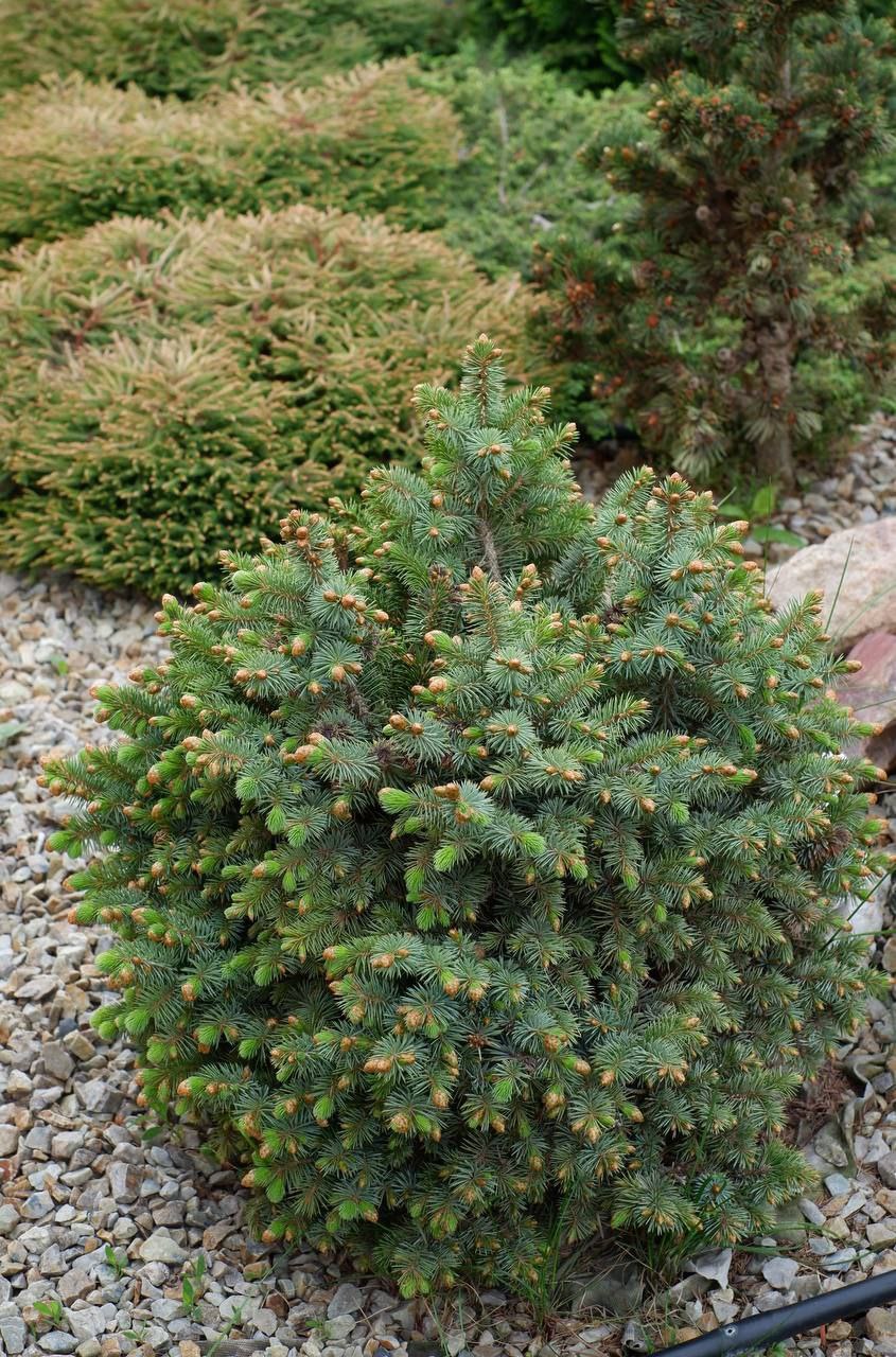 Picea sitchensis 'Midget'
