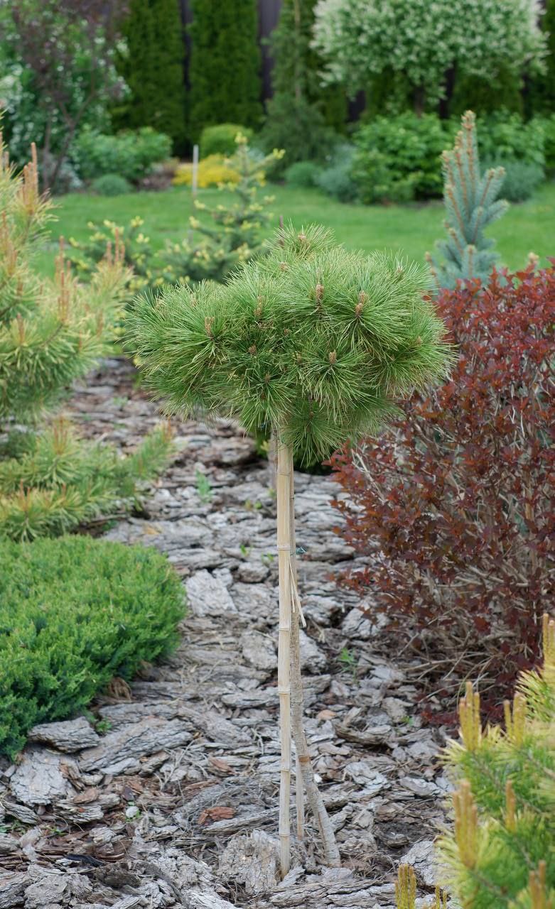 Pinus nigra 'Brepo'