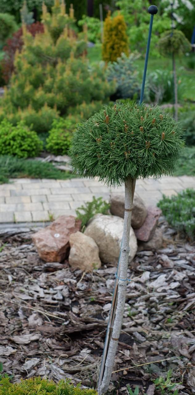 Pinus uncinata 'Titus'