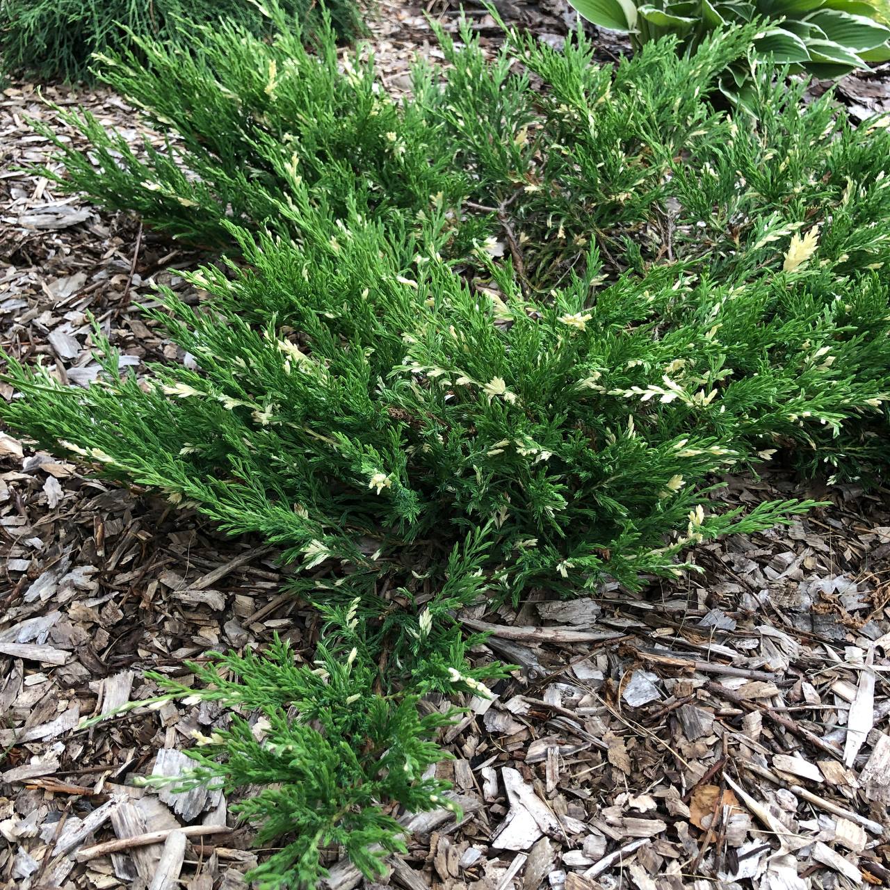 Juniperus horizontalis 'Andorra Variegata'