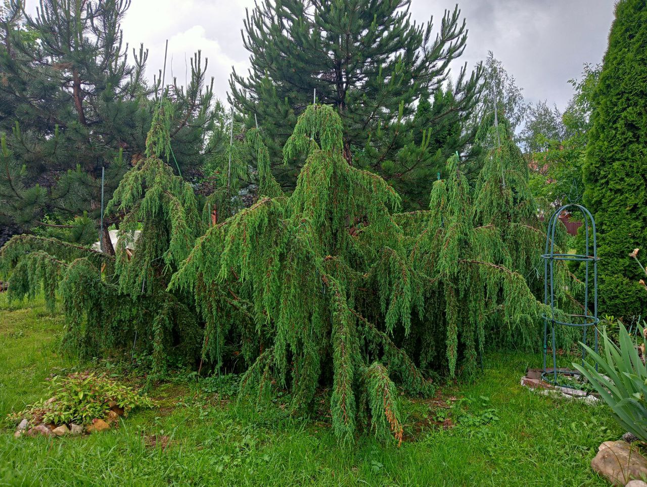 Juniperus communis ‘Horstmann’