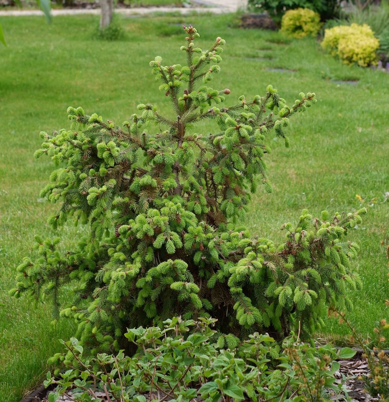 Picea abies 'Acrocona'