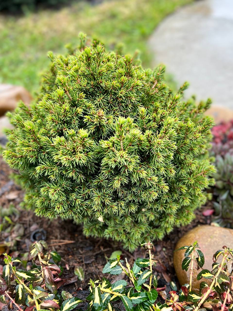Picea glauca ‘Dendrofarma Cold’