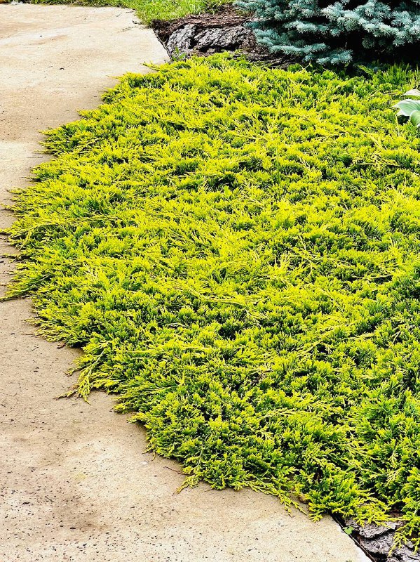 Juniperus horizontalis ‘Mother Lode’