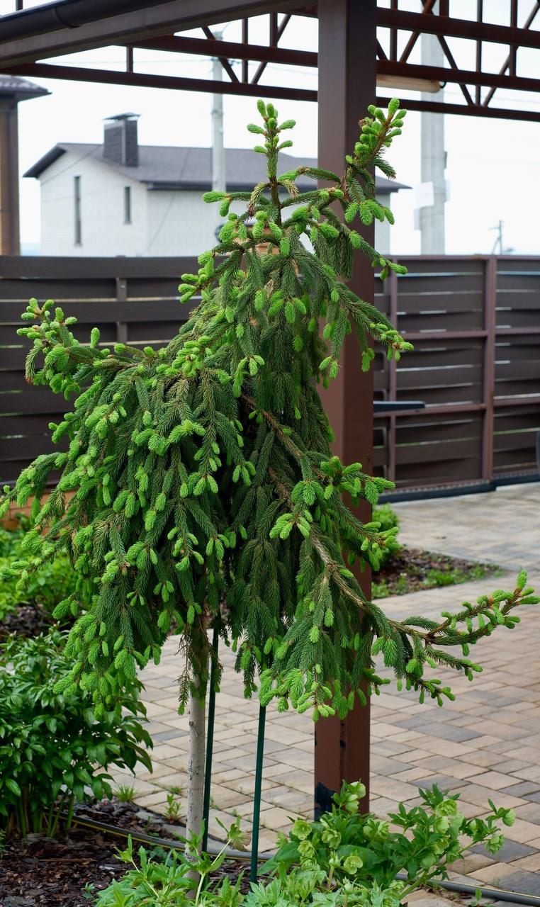 Picea abies ‘Inversa’