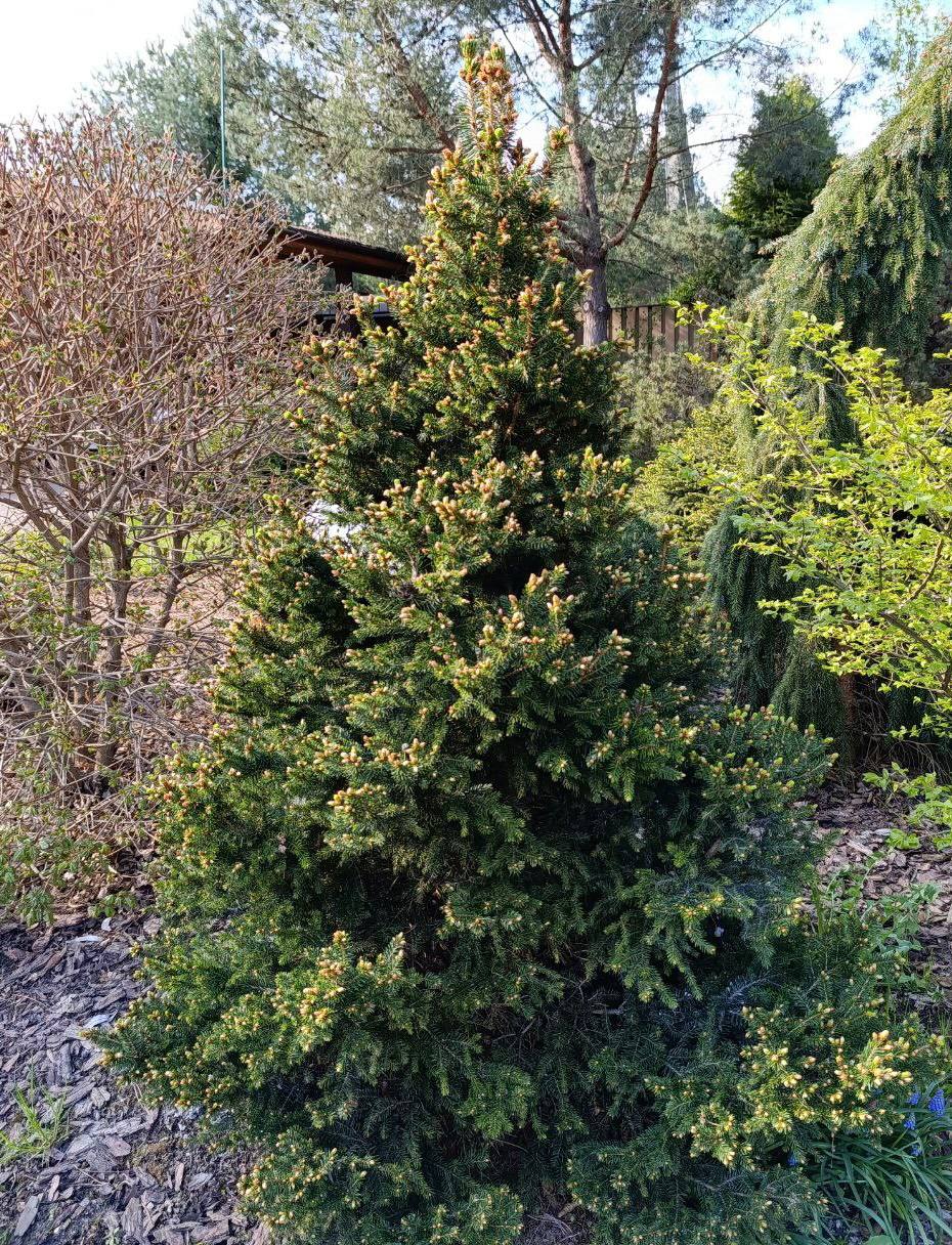 Picea abies ‘Will’s Zwerg’