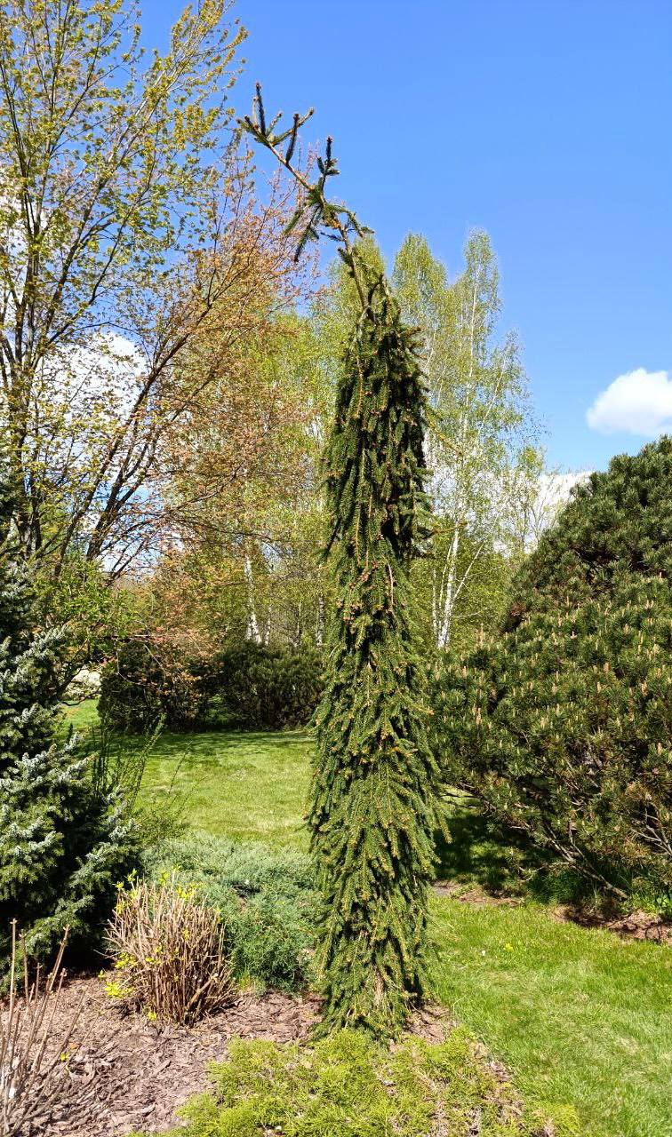 Picea abies ‘Inversa’