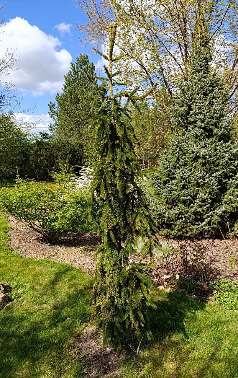 Picea abies ‘Frohburg’