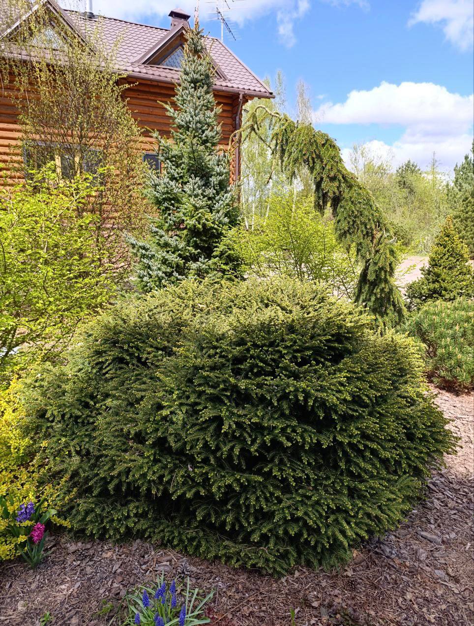 Picea abies ‘Nidiformis’