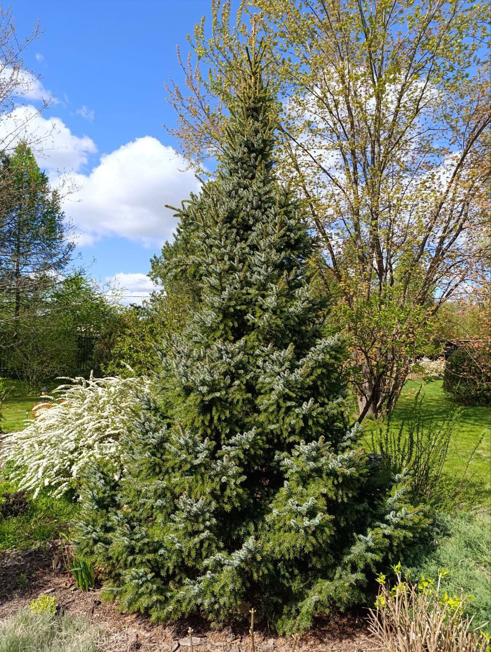 Picea omorika ’Nana’