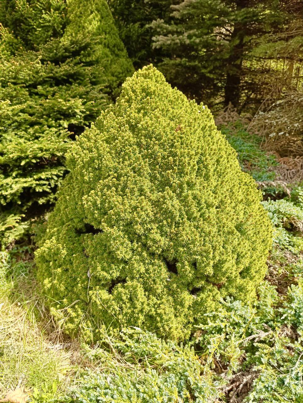 Picea glauca ‘Alberta globe’
