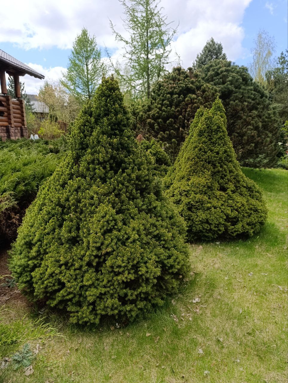 Picea glauca ‘Conica’