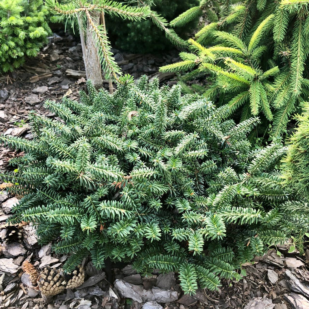 Abies balsamea 'Kiwi'