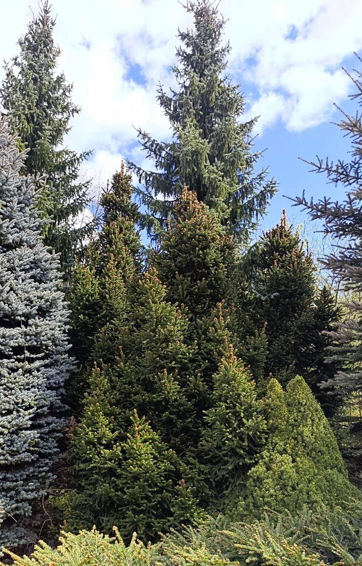 Picea abies ‘Barryi’