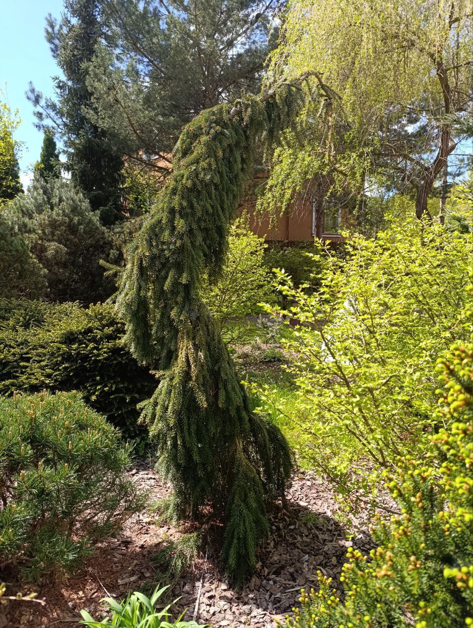 Picea omorica 'Pendula Bruns'