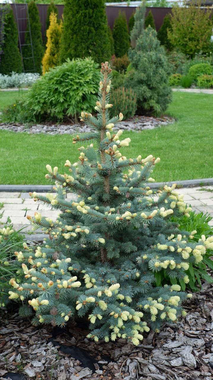 Picea pungens 'Nimetz'