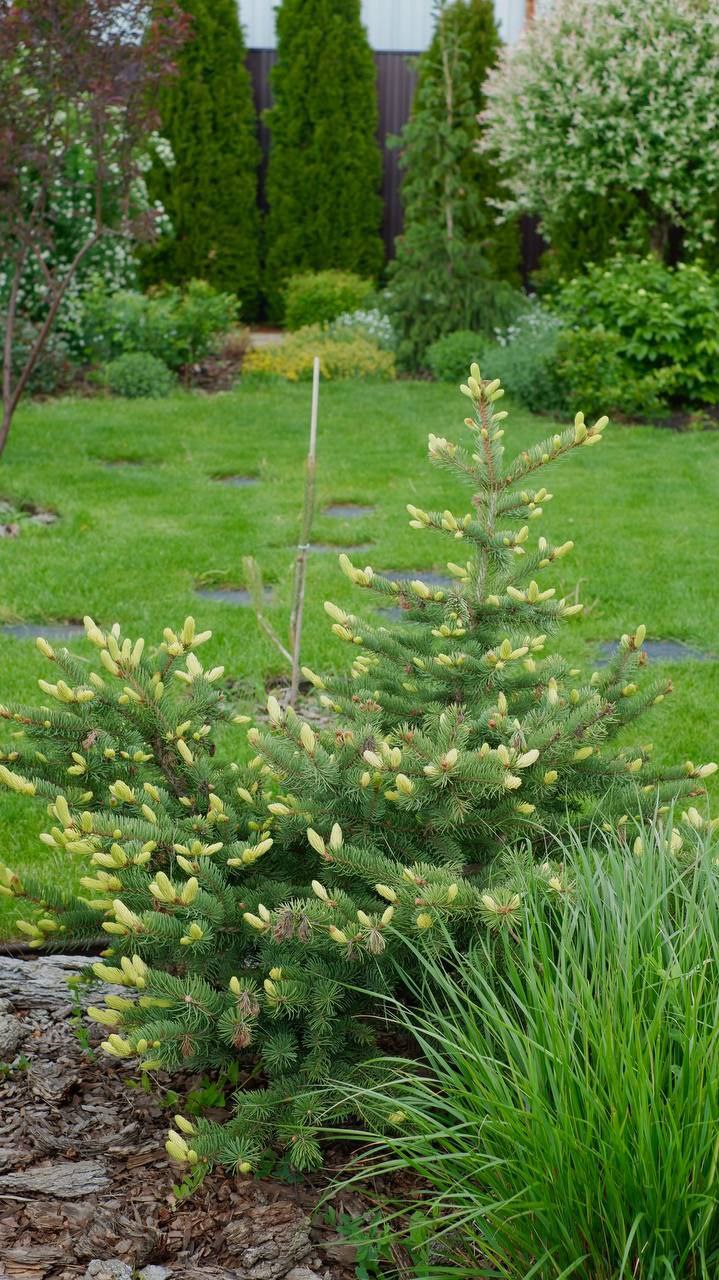Picea pungens 'Maigold'