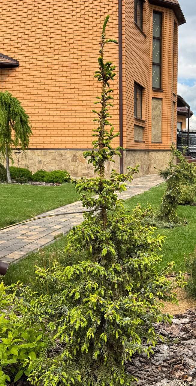 Picea omorika 'Aurea'