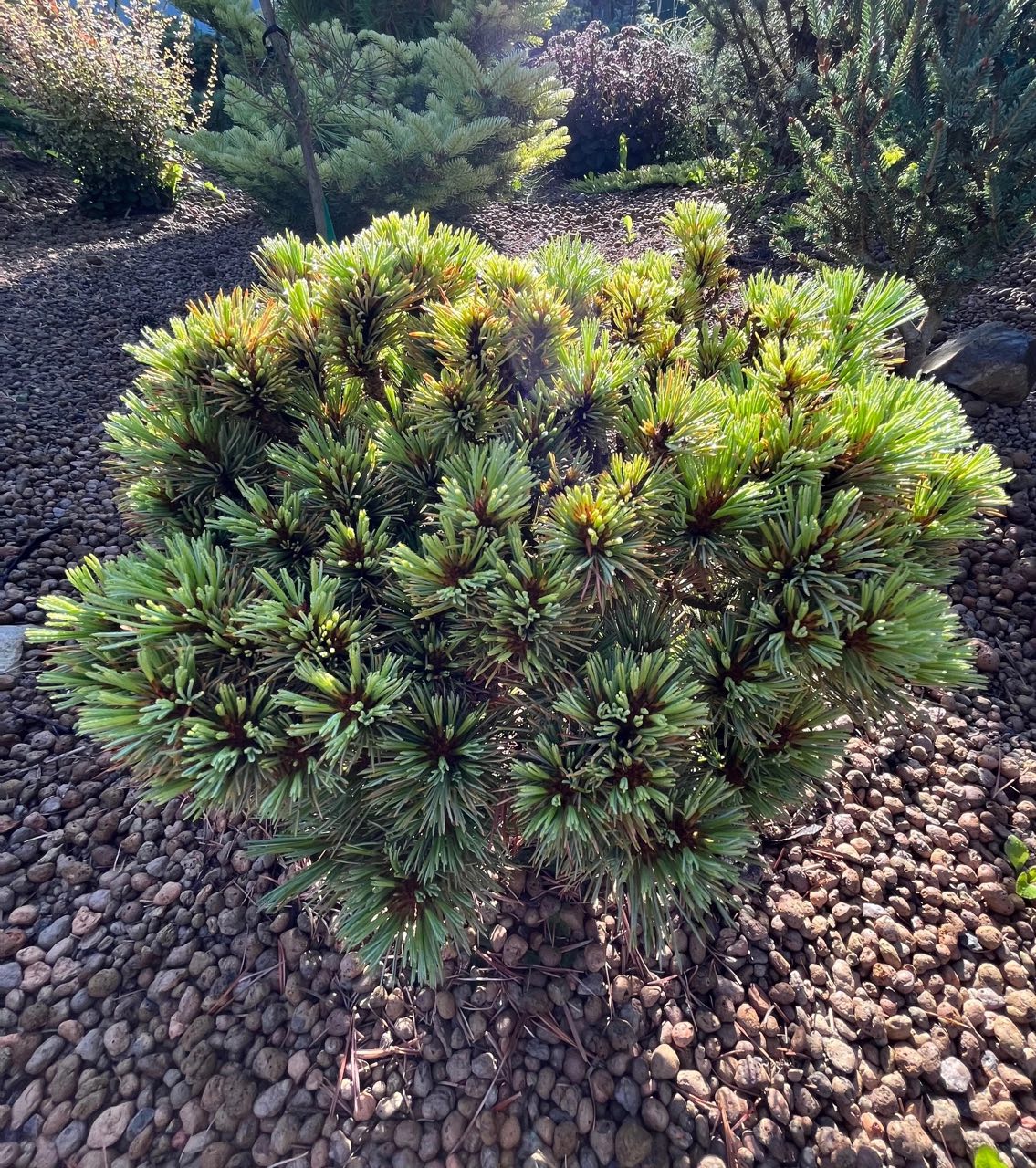 Pinus koraiensis "Chanbai"