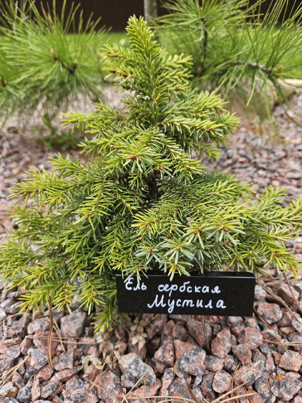 Picea omorika 'Mustila'