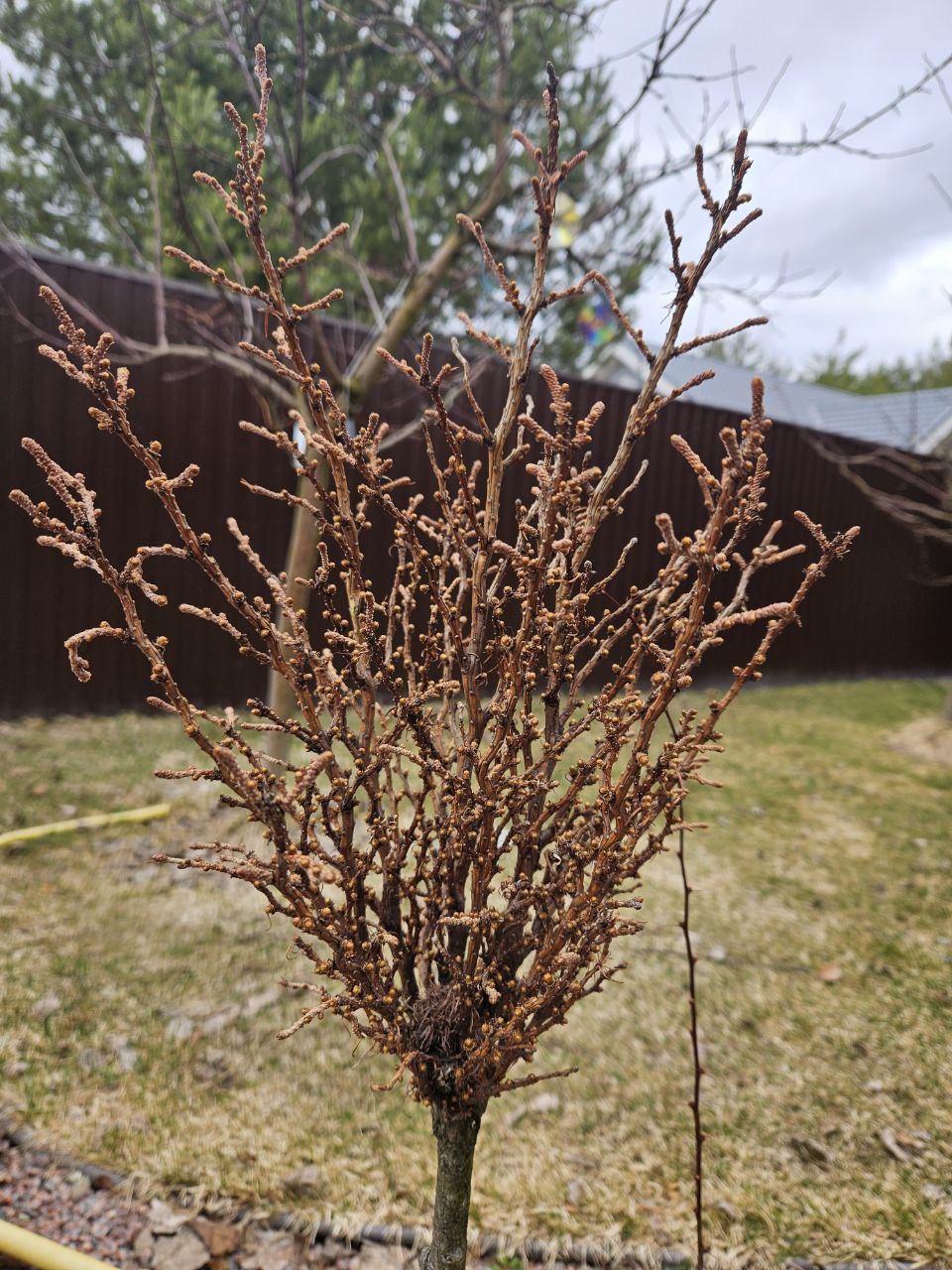 Larix kaempferi 'Salaspils'