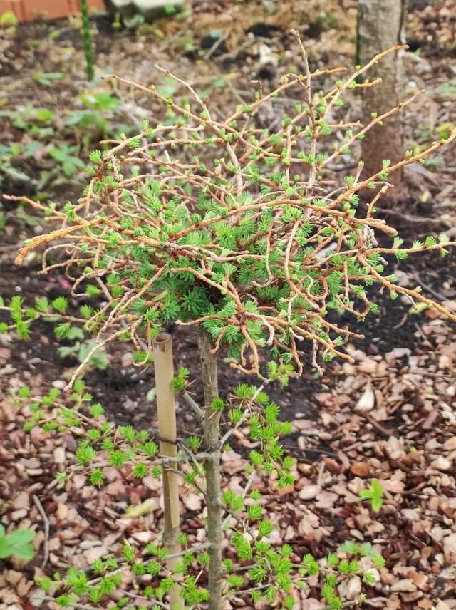 Larix kaempferi 'Salaspils'