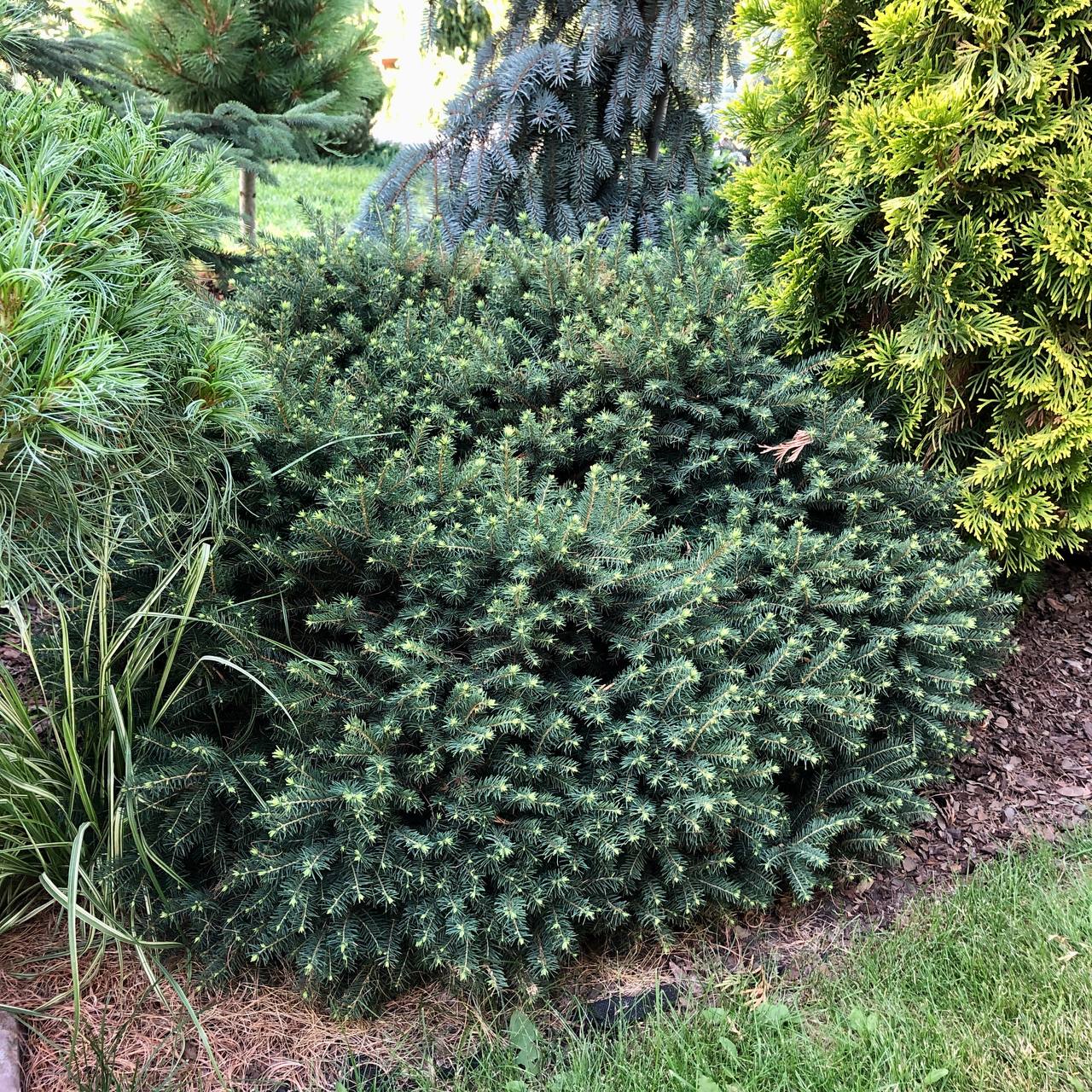 Picea omorika (mariana) 'Karel'