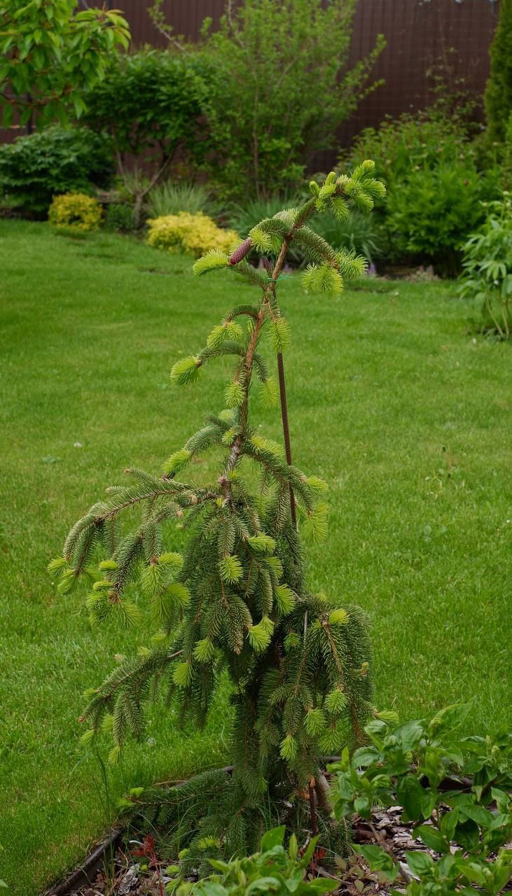 Picea abies ‘Ehrengold’