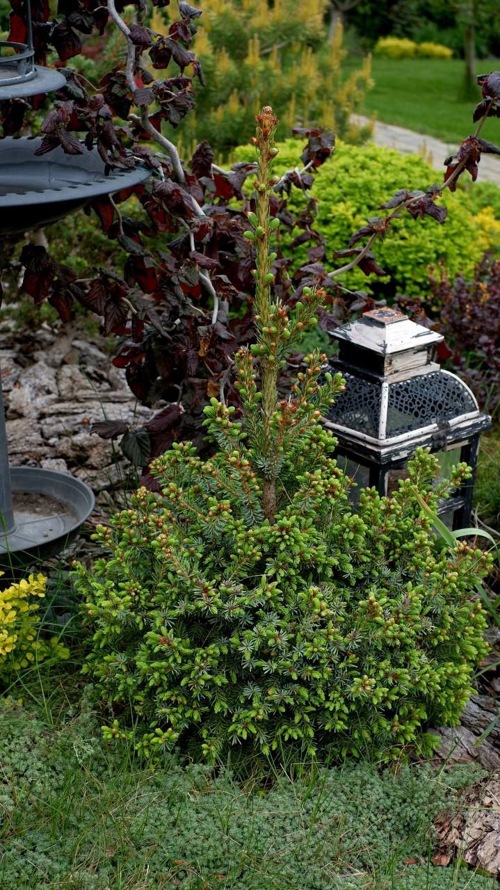 Picea omorika ‘Treblitzsch’